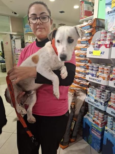 GIPSY 💚💚💚 sucht Für-immer-Zuhause