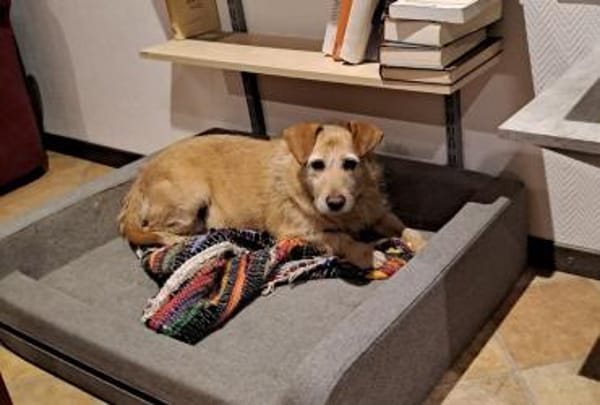 BECKY ❤ bereit für ihr Für-immer-Zuhaus