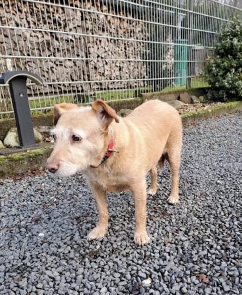 BECKY ❤ bereit für ihr Für-immer-Zuhaus