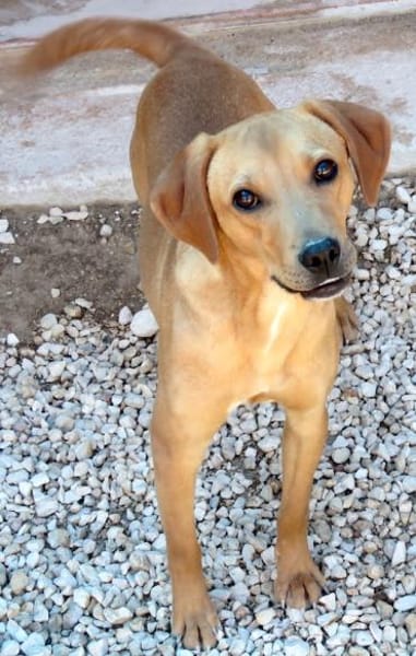 Forrest 3 -lebhaft,verspielt,sozial-