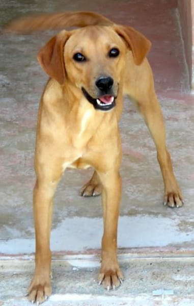 Forrest 3 -lebhaft,verspielt,sozial-