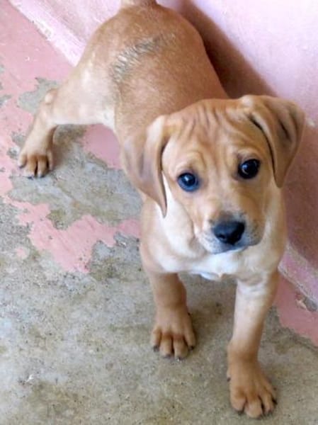 Forrest 3 -lebhaft,verspielt,sozial-