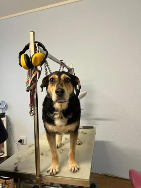 Traumhund Buddy wartet im Ruhrgebiet