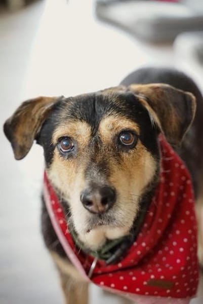 Traumhund Buddy wartet im Ruhrgebiet