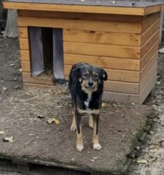 Stella 44 cm (Pflegestelle)