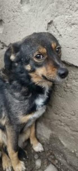 Stella 44 cm (Pflegestelle)