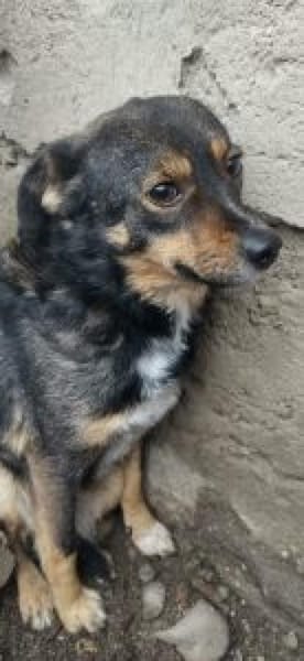 Stella 44 cm (Pflegestelle)