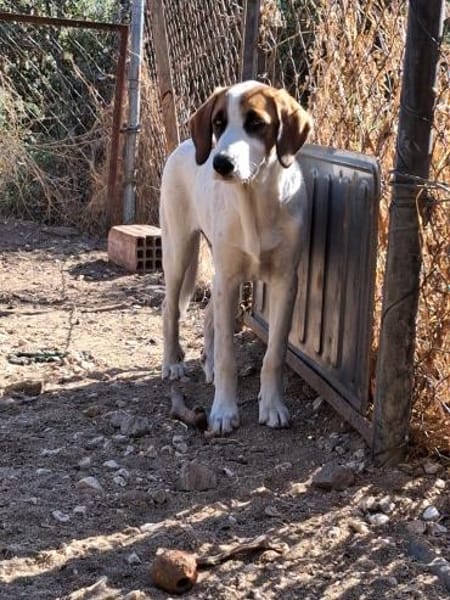 Zuhause gesucht für Idefix