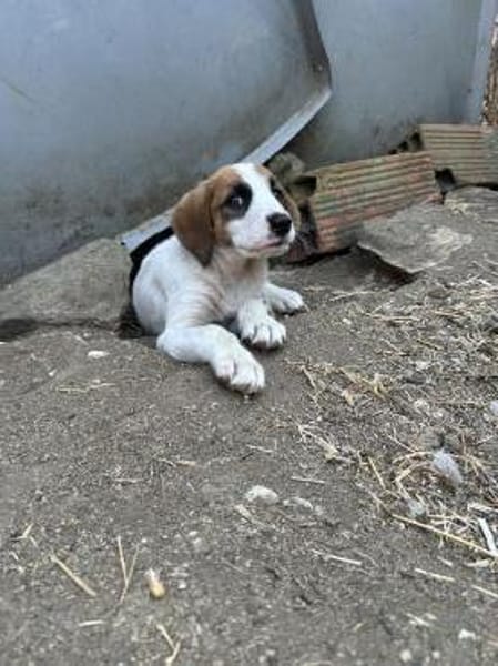 Zuhause gesucht für Idefix