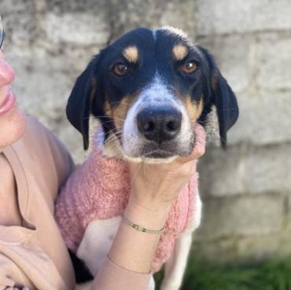 Lisa - aufgeweckte Maus - VORGEMERKT