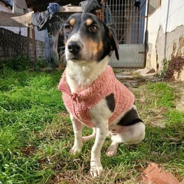 Lisa - aufgeweckte Maus - VORGEMERKT