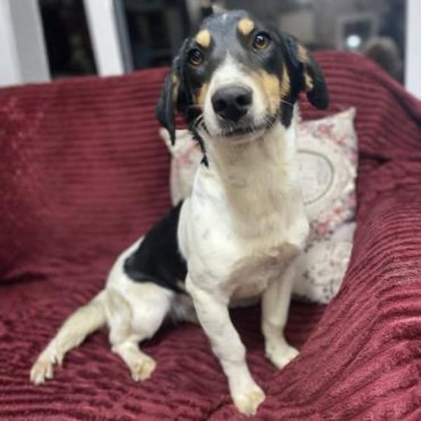 Lisa - aufgeweckte Maus - VORGEMERKT