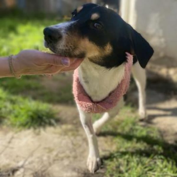 Lisa - aufgeweckte Maus - VORGEMERKT