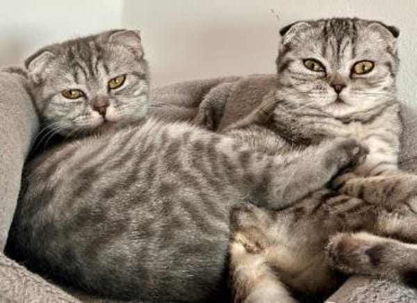 2 Scottish Fold Kitten