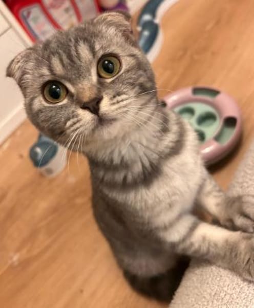 2 Scottish Fold Kitten