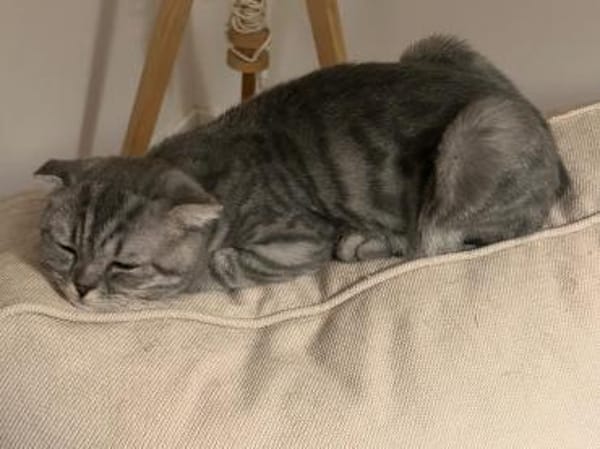 2 Scottish Fold Kitten