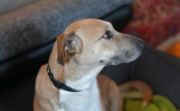 Wer öffnet sein Herz für Blondie ?