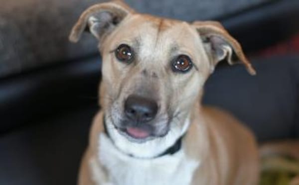 Wer öffnet sein Herz für Blondie ?