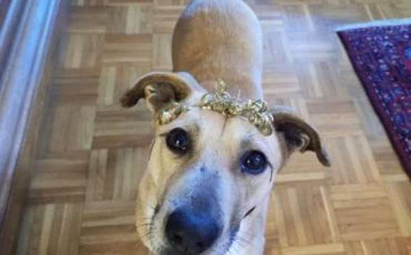 Wer öffnet sein Herz für Blondie ?