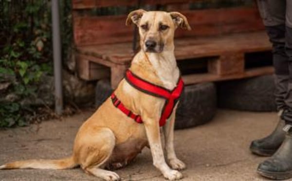 Wer öffnet sein Herz für Blondie ?