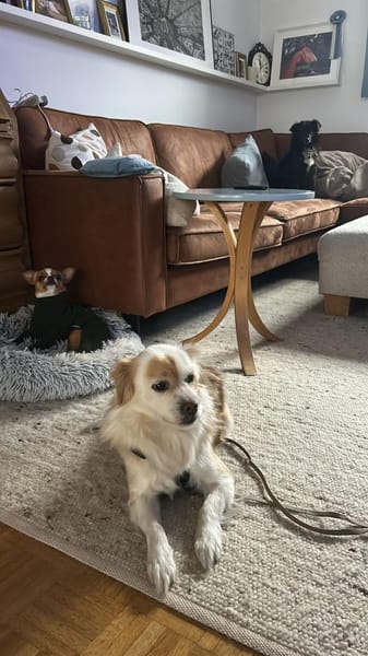 🤍 Snow  ein kleiner Sonnenschein