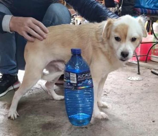 🤍 Snow  ein kleiner Sonnenschein