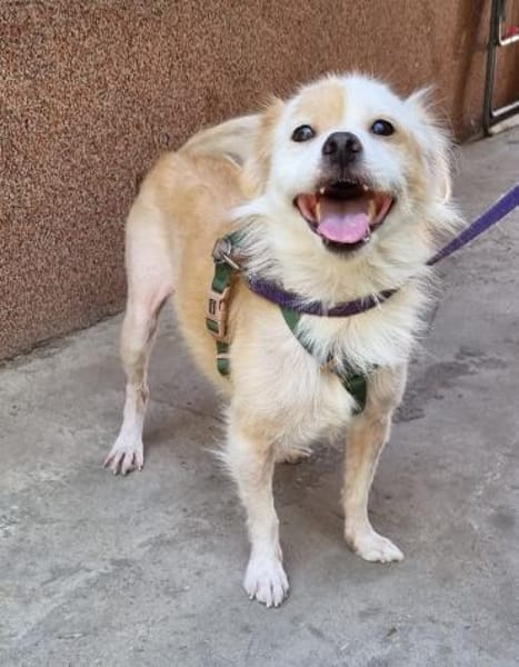 🤍 Snow  ein kleiner Sonnenschein