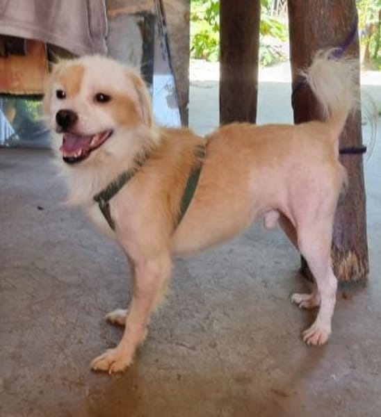 🤍 Snow  ein kleiner Sonnenschein