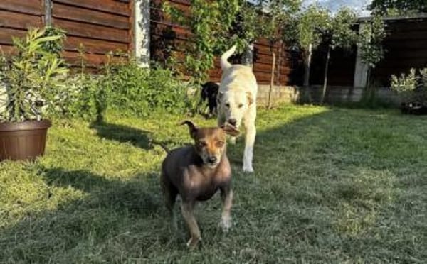 Gandalf - ein neuer Teil deiner Familie?