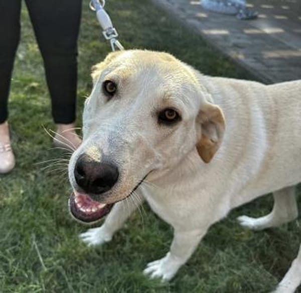 Gandalf - ein neuer Teil deiner Familie?