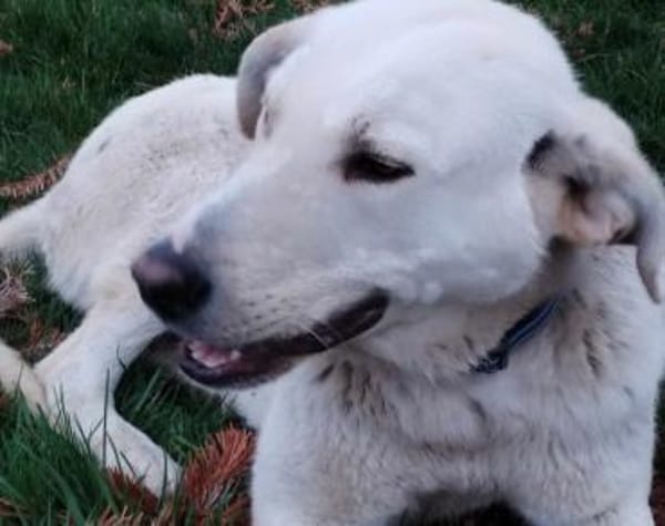 Gandalf - ein neuer Teil deiner Familie?