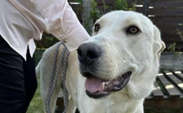 Gandalf - ein neuer Teil deiner Familie?