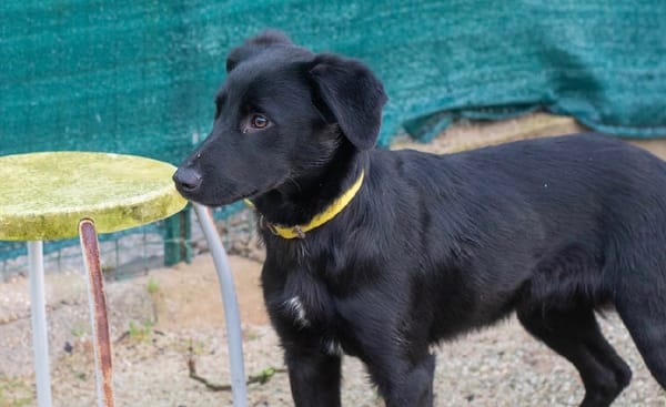 ATAO (collier jaune)