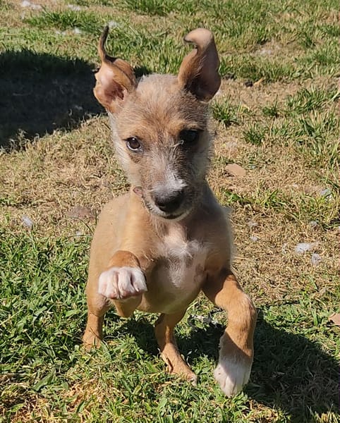 Ahsley, la joie de vivre