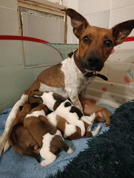 AYA, la douce créole