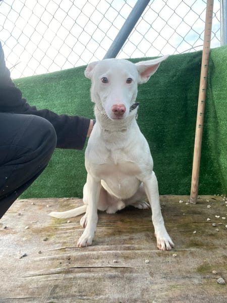 NAVIDAD (union animal)