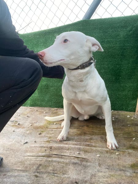 NAVIDAD (union animal)