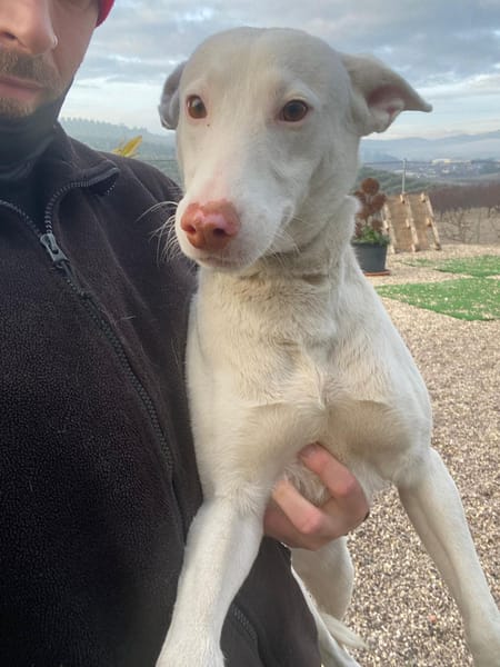 NAVIDAD (union animal)