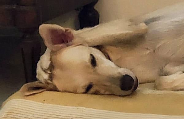 Suzie la douce louloute