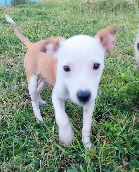 Super NOVA la petite étoile