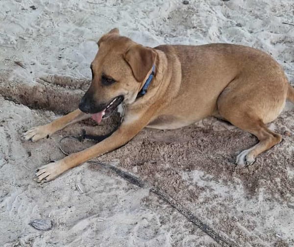 GUELIA grand coeur sur pattes