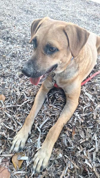 GUELIA grand coeur sur pattes