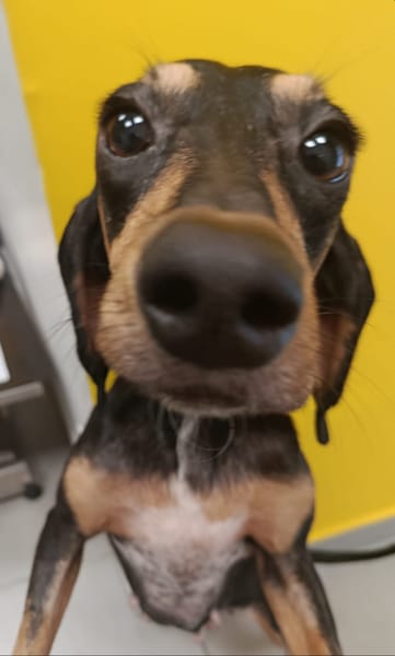 NALA CHIENNE croisé  bruno de jura