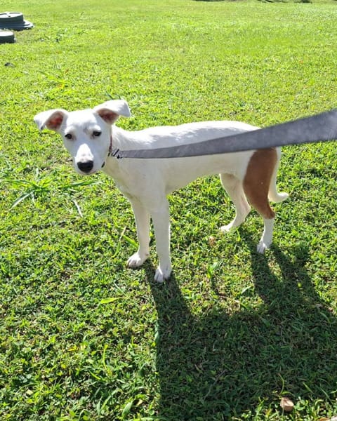 Hikari, femelle X croisé berger , née le 25/07/2025 🐶