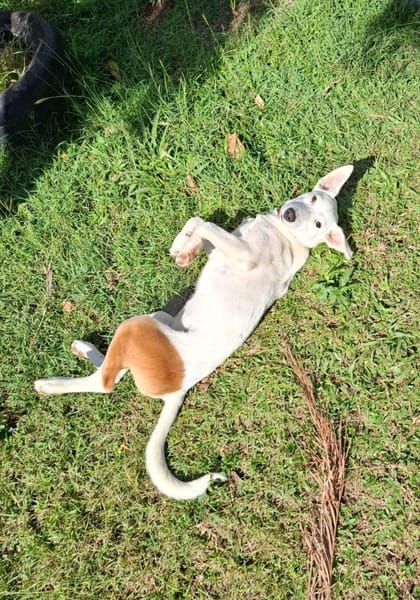 Hikari, femelle X croisé berger , née le 25/07/2025 🐶