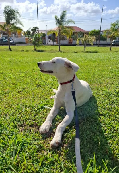 Hikari, femelle X croisé berger , née le 25/07/2025 🐶