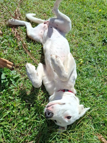 Hikari, femelle X croisé berger , née le 25/07/2025 🐶