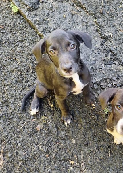 Isis, femelle croisée berger, née le 06/11/2025 🤍