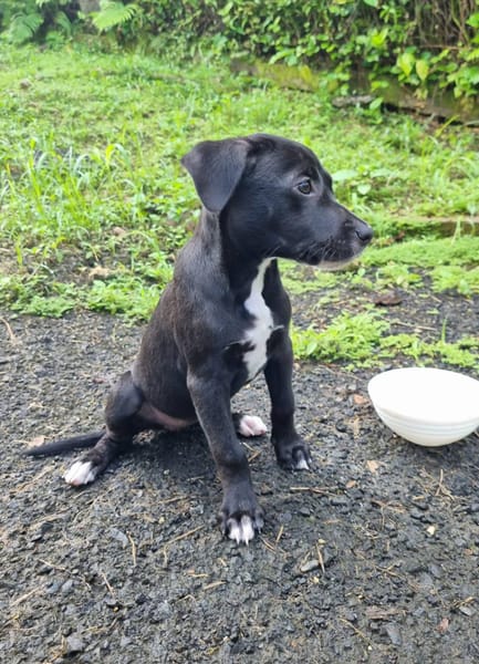 Isis, femelle croisée berger, née le 06/11/2025 🤍