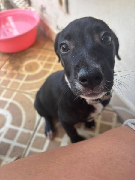 Isis, femelle croisée berger, née le 06/11/2025 🤍